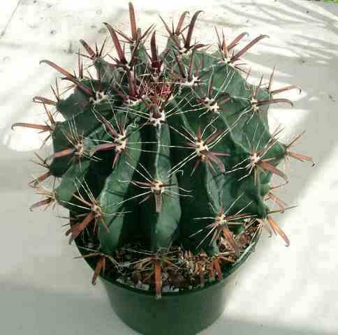 Ferocactus_herrerae